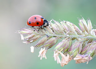 close up photography of ladybug on petaled flower