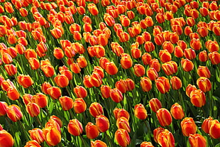red-and-yellow Tulip flower field during daytime HD wallpaper