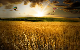 grass field with hot air balloon on sky during golden hour HD wallpaper
