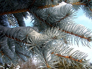 snow covered pine tree during daytime HD wallpaper