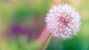 white and pink dandelion, HTC One M8, HTC Sense 6 HD wallpaper