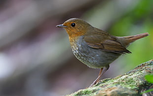 brown and gray bird on tree branch