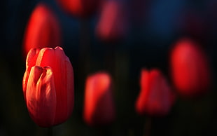 red tulip in macroshot HD wallpaper