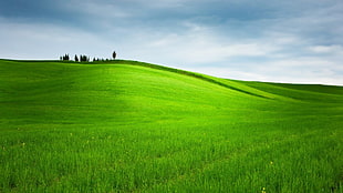 green grass field, hills, grass, trees, landscape HD wallpaper