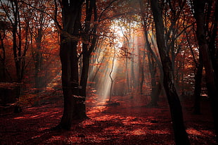 silhoutte of trees on forest, nature, landscape, forest, red