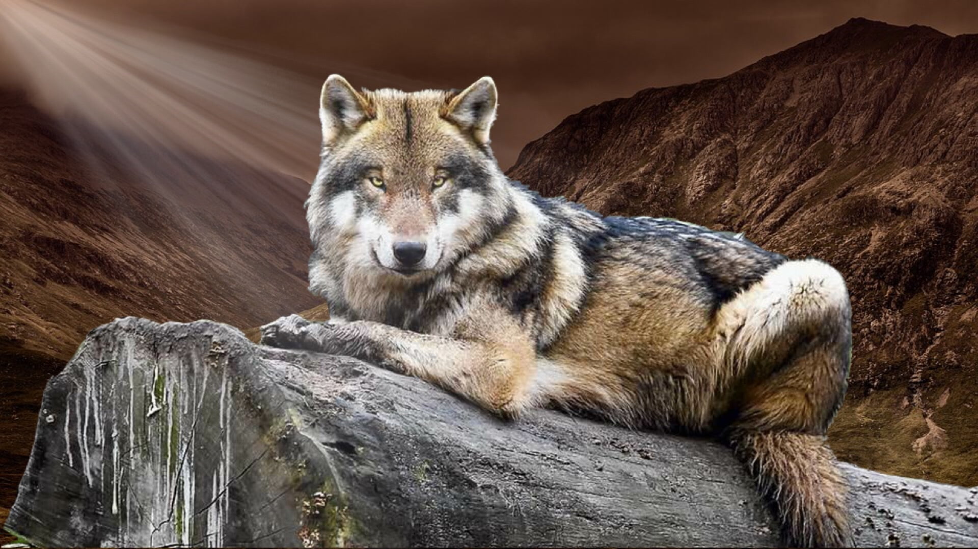 afsnit Konsekvenser i dag Wolf, animal, wild, nature HD wallpaper | Wallpaper Flare
