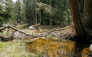 brown and green trees