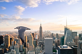 Empire State Building, New York, city, nature, lights, sky