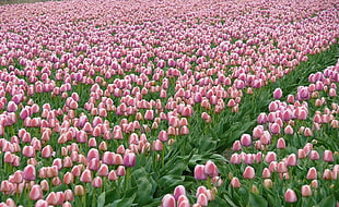 pink Tulip flower field