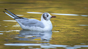 white and gray kingfisher on body of water, black-headed gull HD wallpaper