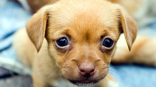 closeup photography of tan Chihuahua puppy HD wallpaper