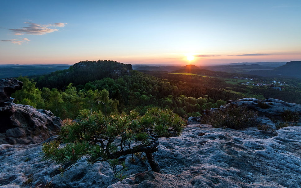 green leafed tree, nature, sunset, landscape, Germany HD wallpaper