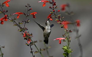 selective focus photo of grey hummingbird zipping red Salvia flower HD wallpaper