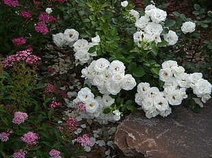 white and pink petaled flowers