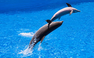 photographic view of two black dolphins, palmitos HD wallpaper