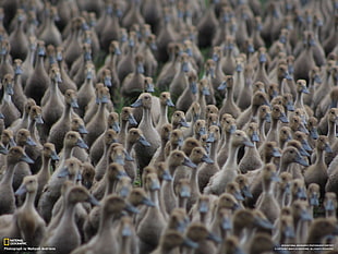 gray and black floral textile, National Geographic, birds, duck, animals