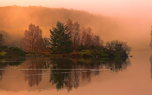 tall trees and river landscape photography