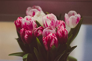 bouquet of pink-and-white flowers