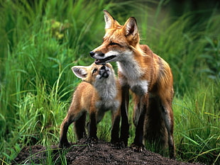 two orange and white foxes