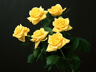 yellow Rose flower bouquet