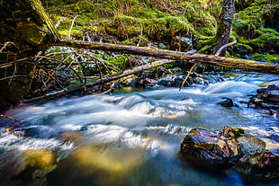 time lapse photography of body of water in green forest with rocks