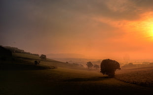 green leaf trees, nature, landscape, sunlight