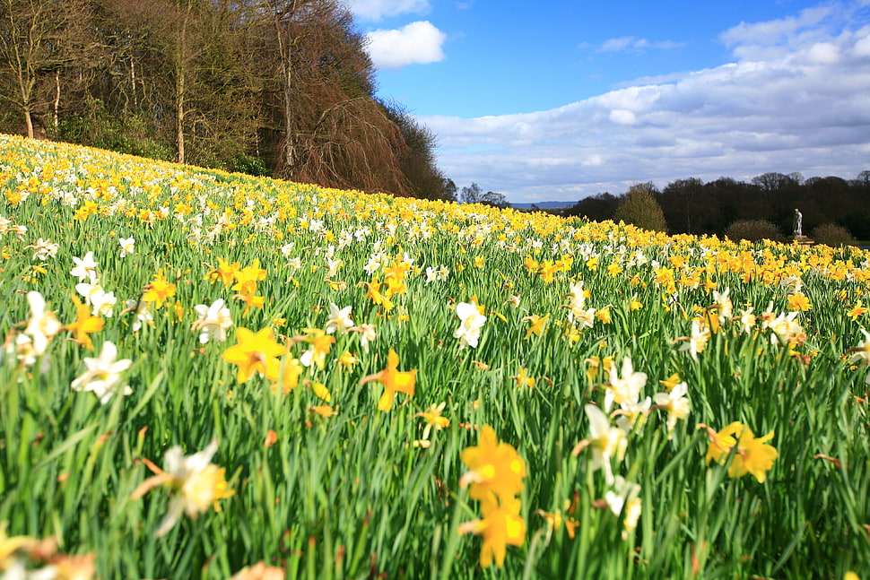 yellow and white flower field beside trees HD wallpaper