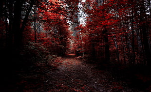 red leaf trees during daytime