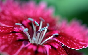 macro photography of red petaled flower