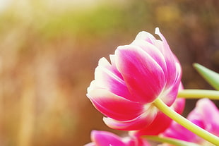 close up photography of pink flower HD wallpaper