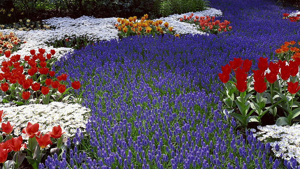 red Tulips and purple Grape Hyacinth flower field at daytime HD wallpaper