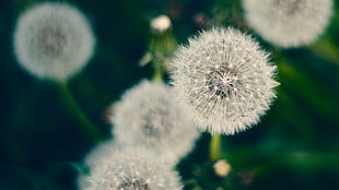 white dandelion, plants, macro, dandelion