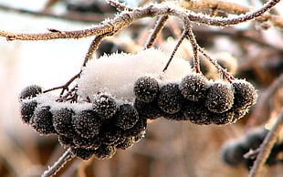 selective focus photography of black berries HD wallpaper
