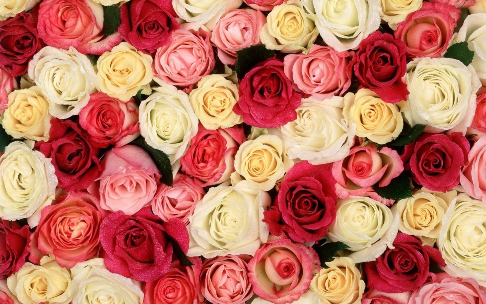 white, pink, and red rose flower lot