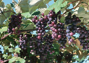 ripe grapes on trees HD wallpaper