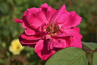 pink clustered flower, Rose, Petals, Bud HD wallpaper