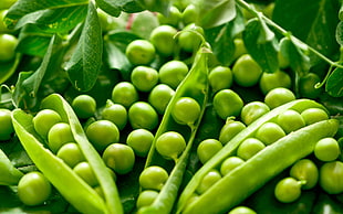macro photo of green peas HD wallpaper
