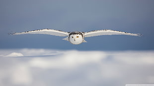 white owl, owl, birds, snow HD wallpaper