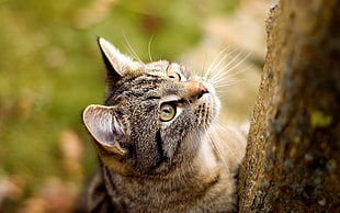 brown tabby cat, cat, animals