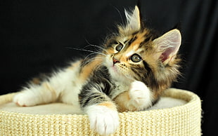 kitten on white seat HD wallpaper