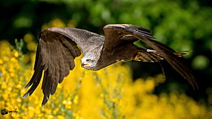 shallow focus photography of falcon