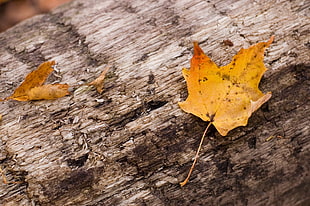 yellow maple leaf