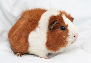 brown and white guinea pig HD wallpaper