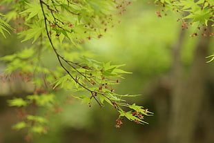 shallow focus photo of green leaves