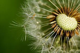 close up photo of Dandelion plant