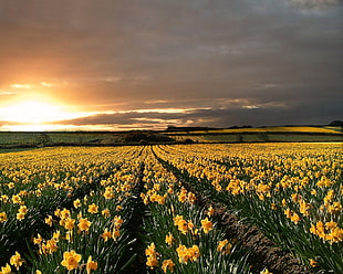 yellow petaled flower field during sunset HD wallpaper