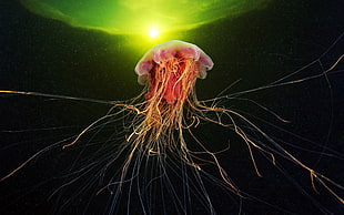 pink jellyfish, jellyfish, sea life, underwater, animals HD wallpaper