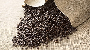 coffee beans HD wallpaper