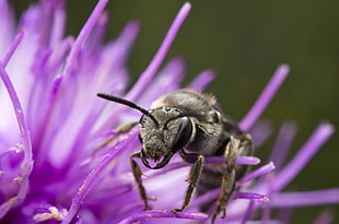 gray and black Bee on purple flower HD wallpaper