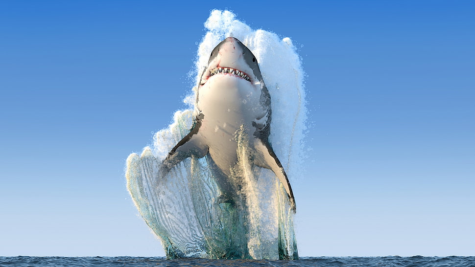 great white shark, animals, sea, shark, jumping HD wallpaper